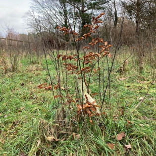 Pflanzen und Benennung eines heimischen Baumes